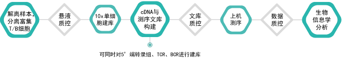 10x单细胞免疫组库V(D)J测序-技术流程-k8凯发基因