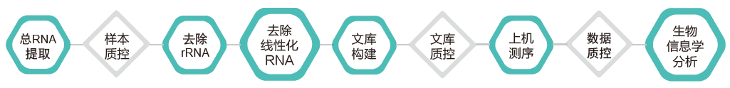 环状RNA（circRNA）测序-技术路线-k8凯发基因