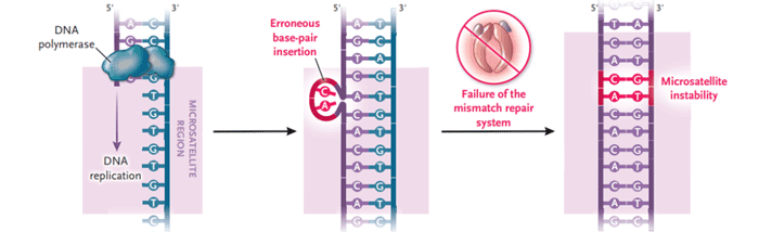 MMR系统与MSI关系_k8凯发基因